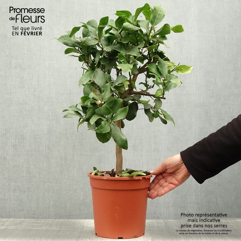 Exemplar von Zitrone Femminello Incappucciato - Citrus limon Topf mit 4L/5L, 1/4 Stängel wie im Winter geliefert