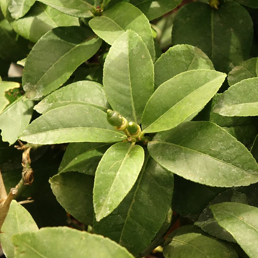 Zitrone Lemox - Citrus limon (Foliage)