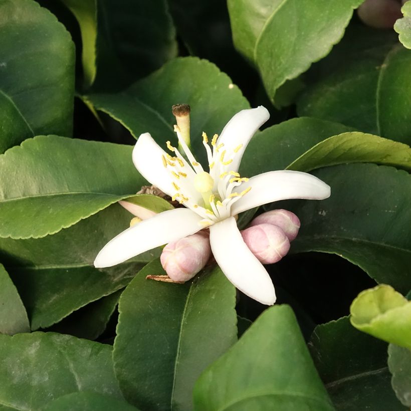 Zitrone Lemox - Citrus limon (Flowering)