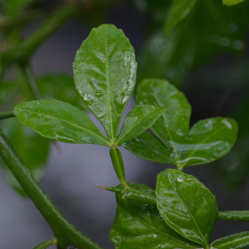 Dreiblättrige Orange - Poncirus trifoliata (Foliage)