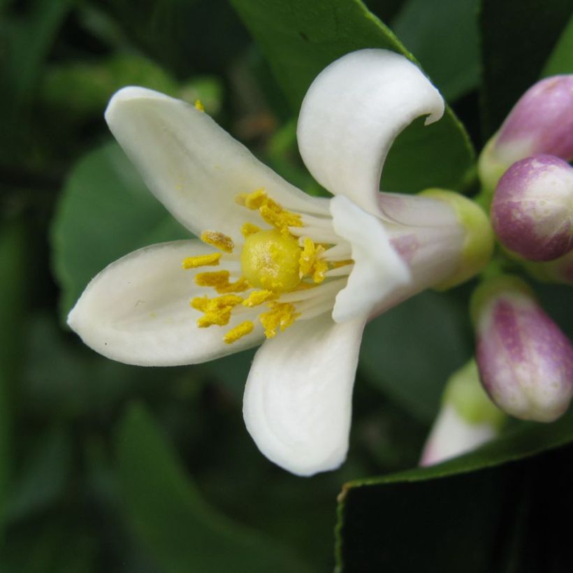 Hybride Zitrone Meyer - Citrus x limon (Flowering)