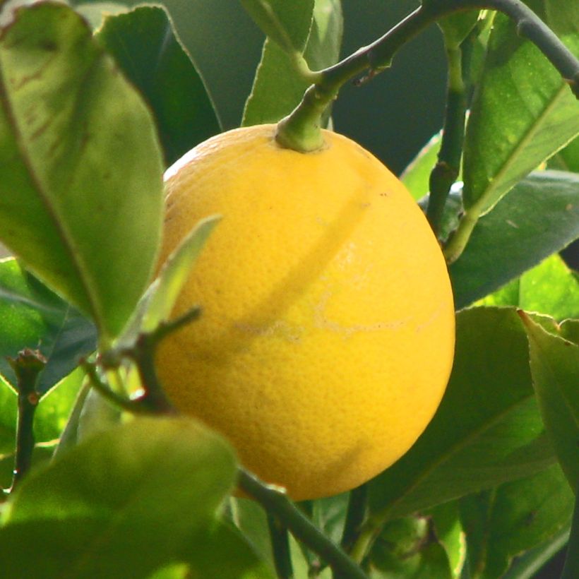 Hybride Zitrone Meyer - Citrus x limon (Harvest)