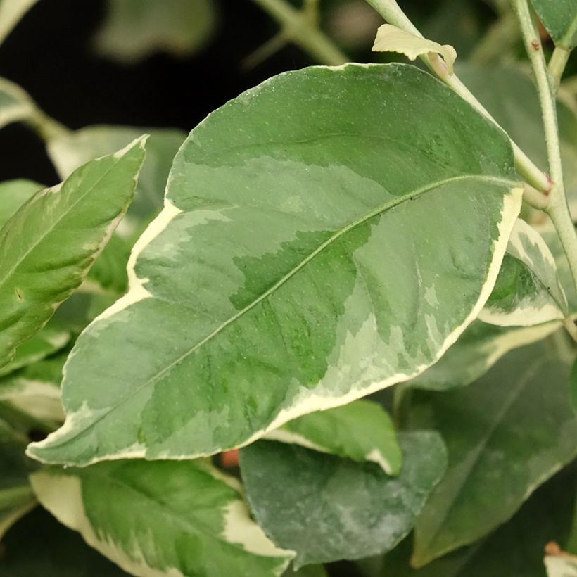 Panaschierte Zitrone - Citrus limon variegata (Foliage)