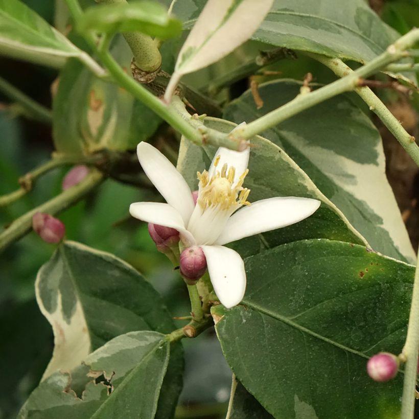 Panaschierte Zitrone - Citrus limon variegata (Flowering)