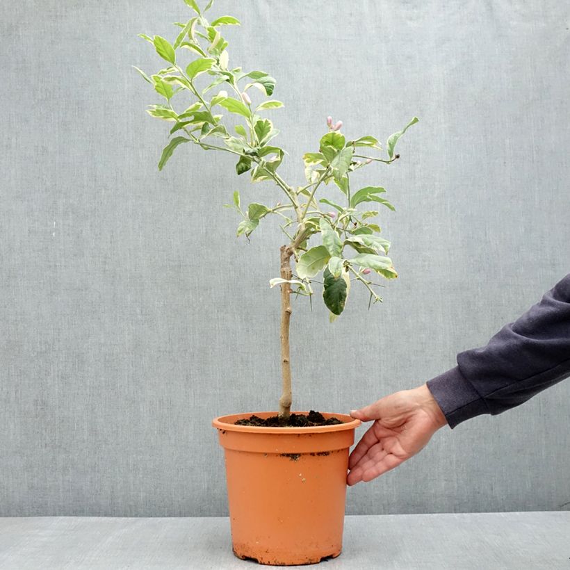 Example of Panaschierte Zitrone - Citrus limon variegata Topf mit 6L/7L, 1/4 Stängel as you get in printemps