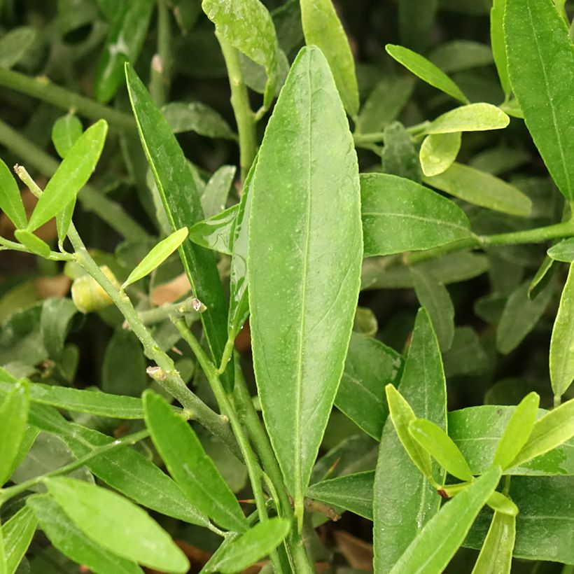 Citrus glauca - Australische Wüstenlimette (Foliage)