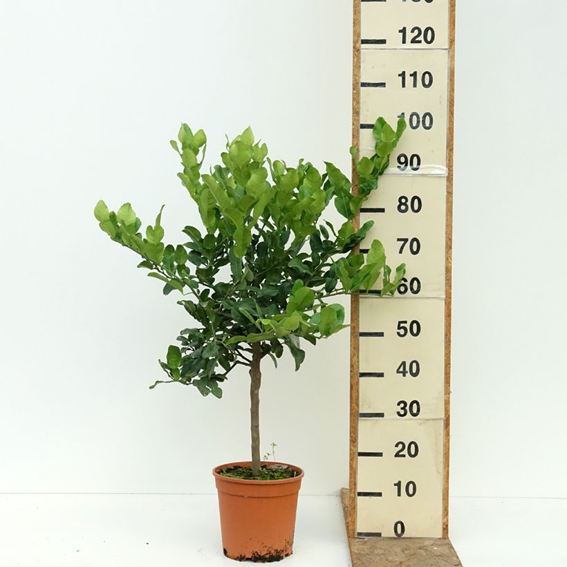 Exemplar von Ichang-Zitrone - Citrus ichangensis Topf mit 4L/5L, 1/4 Stängel wie im Sommer geliefert
