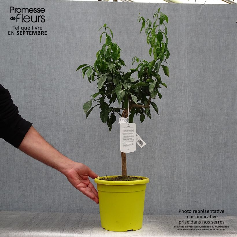 Example of Ichang-Zitrone - Citrus ichangensis Topf mit 3L/4L, Strauch/Busch, mehrstämmig as you get in automne