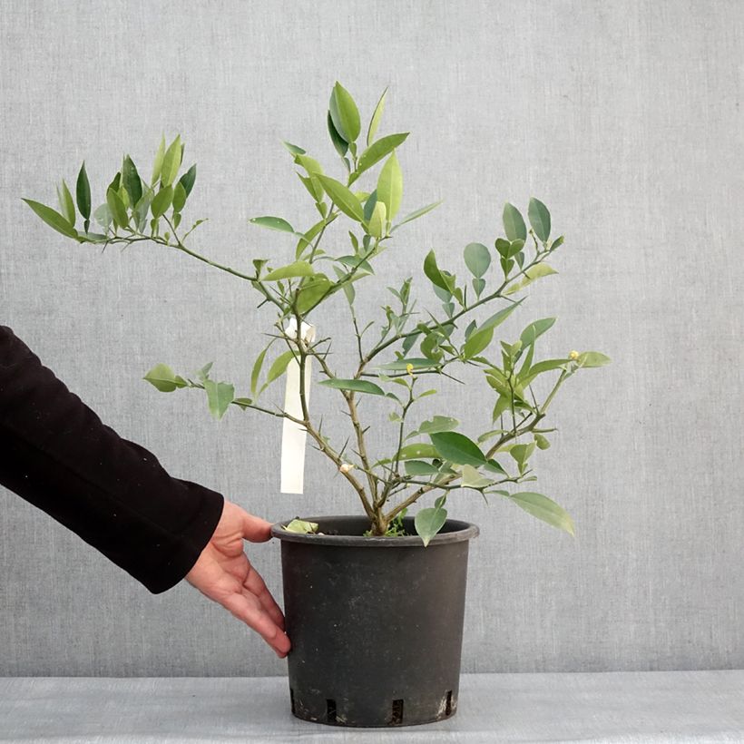 Exemplar von Ichang-Zitrone - Citrus ichangensis Topf mit 3L/4L, Strauch/Busch, mehrstämmig wie im Winter geliefert