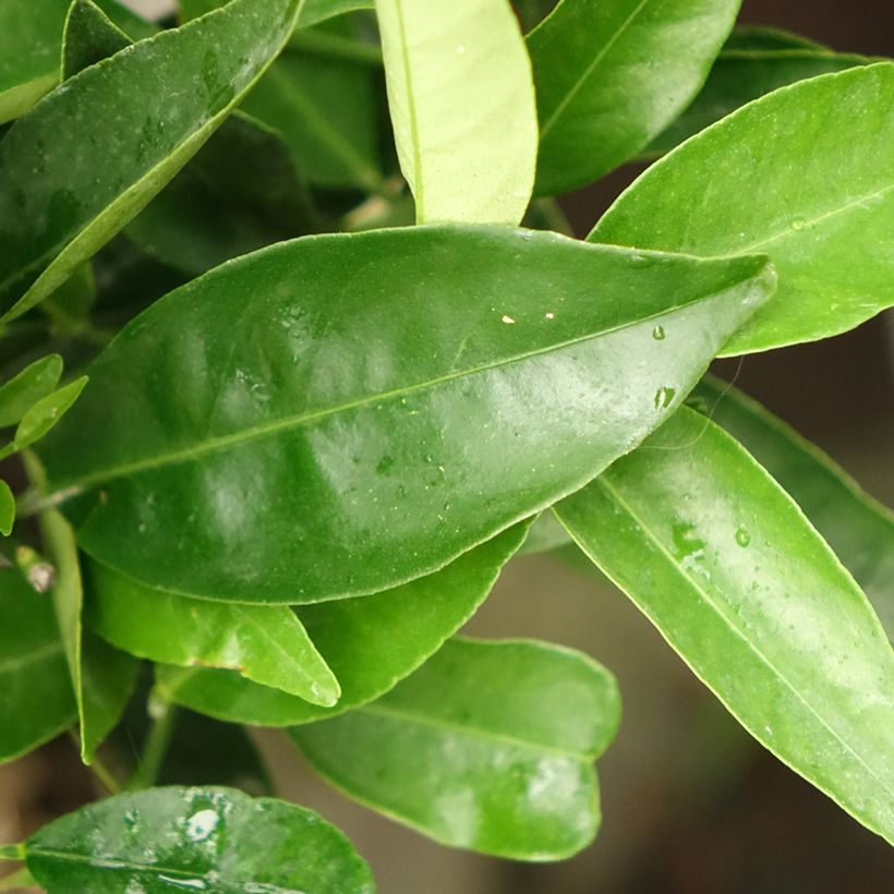 Kumquatine Kucle - Citrus Fortunella margarita x Citrus clementina (Foliage)