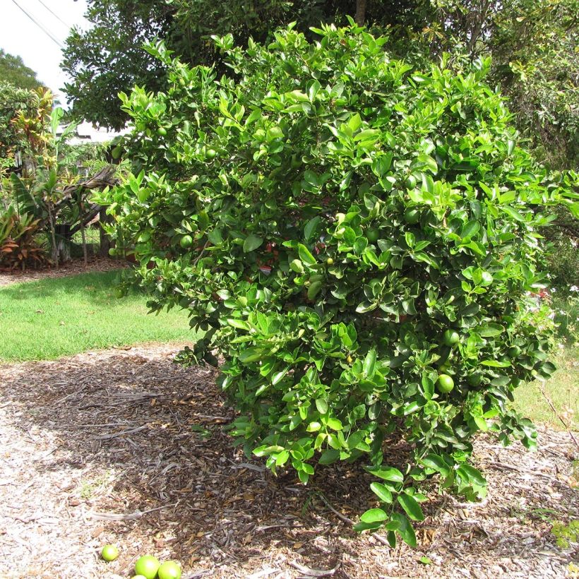 Hybride Zitrone - Citrus x latifolia (Plant habit)