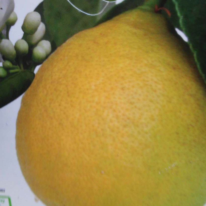 Zitrone Adamo - Citrus limon (Harvest)