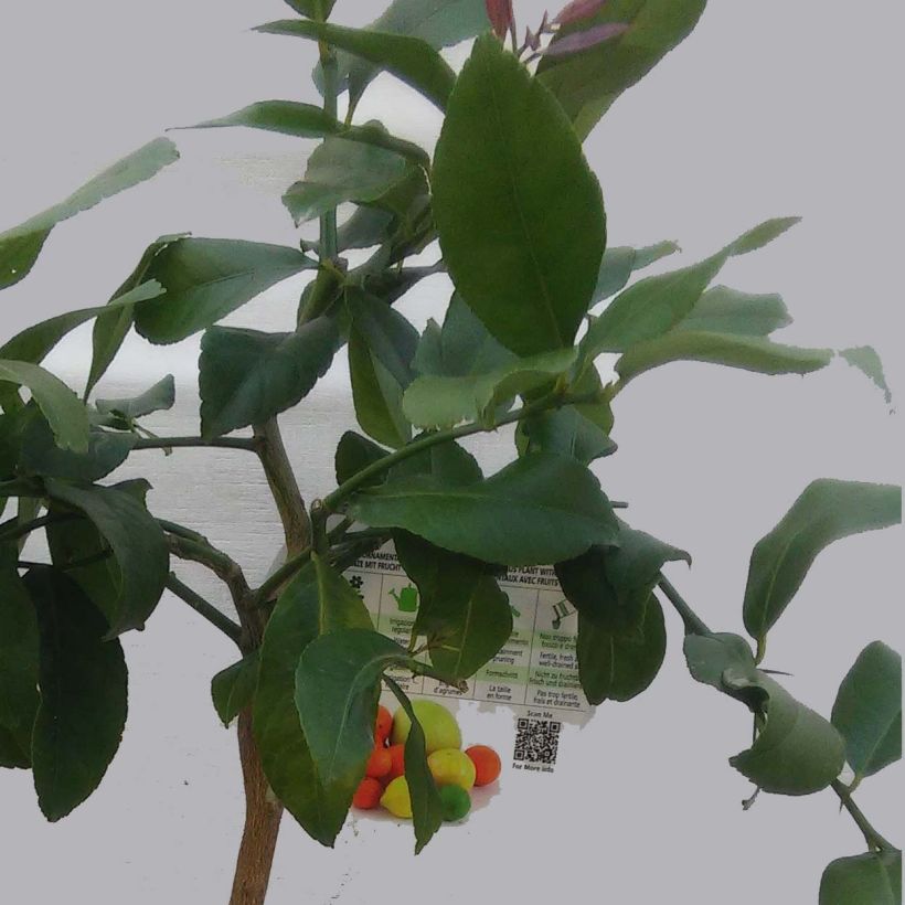 Zitrone Adamo - Citrus limon (Foliage)