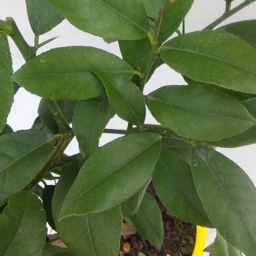 Zitrone Cerza - Citrus limon (Foliage)
