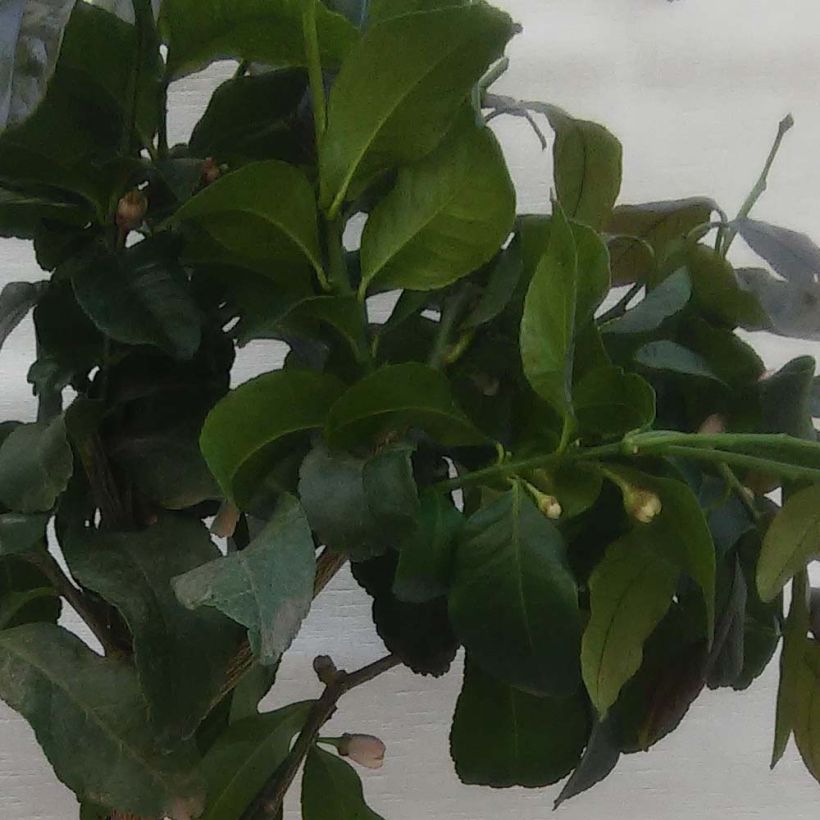 Zitrone Femminello Carrubaro - Citrus limon (Foliage)