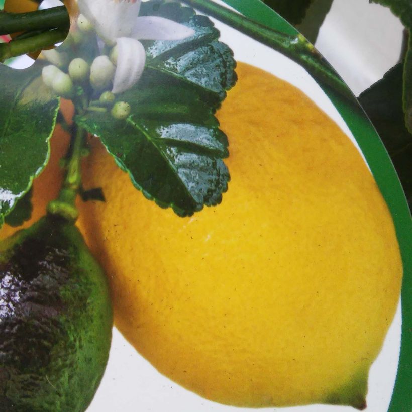 Zitrone Femminello Carrubaro - Citrus limon (Harvest)