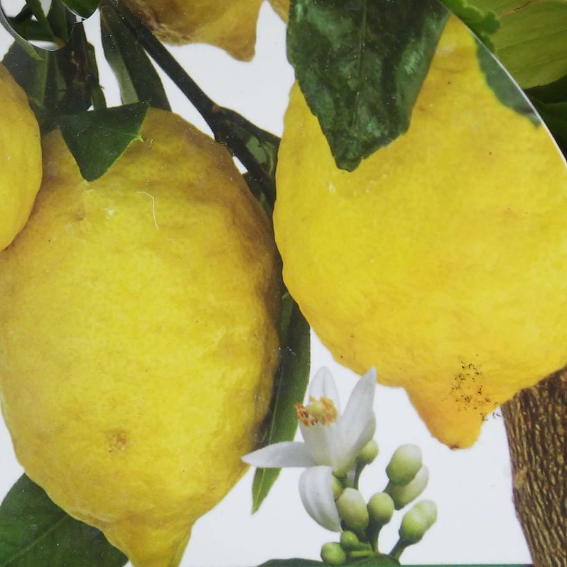 Zitrone Femminello Incappucciato - Citrus limon (Harvest)