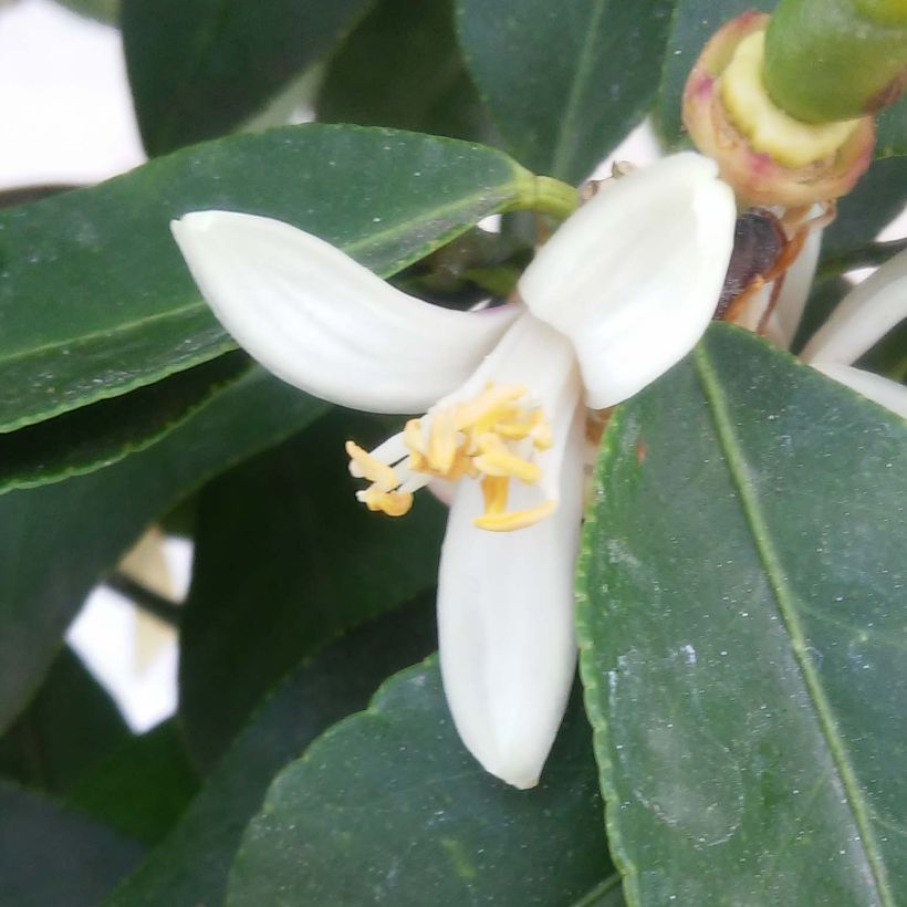 Zitrone Femminello Incappucciato - Citrus limon (Flowering)