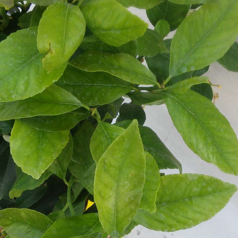 Zitrone Femminello Incappucciato - Citrus limon (Foliage)