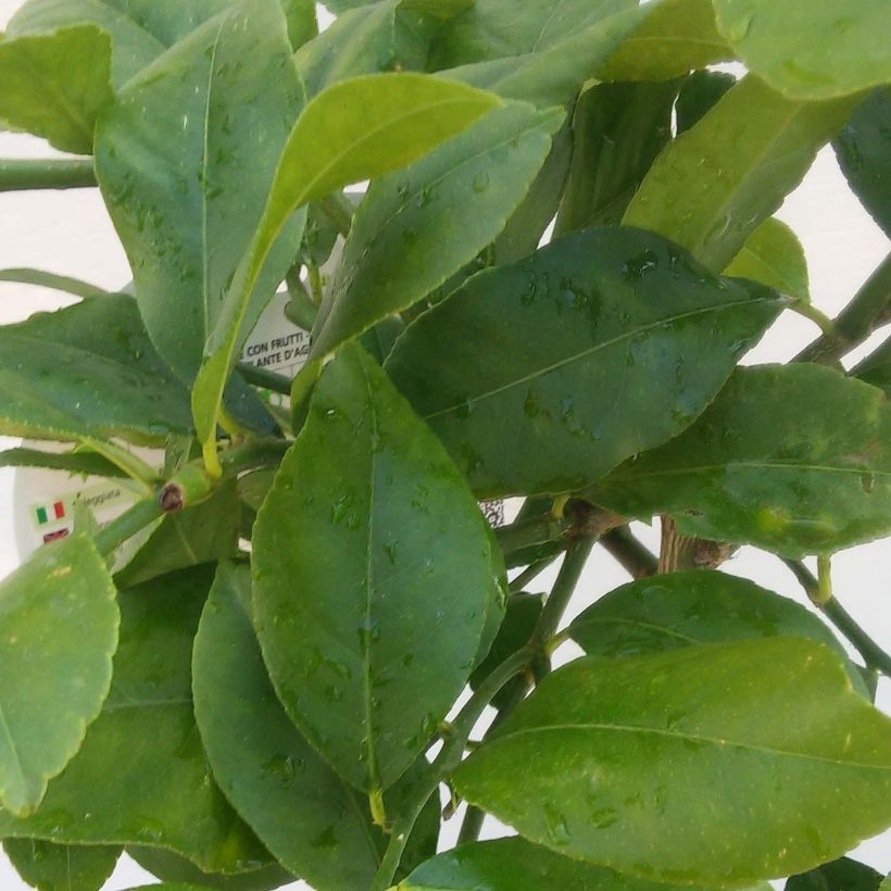 Zitrone Femminello Siracusano - Citrus limon (Foliage)
