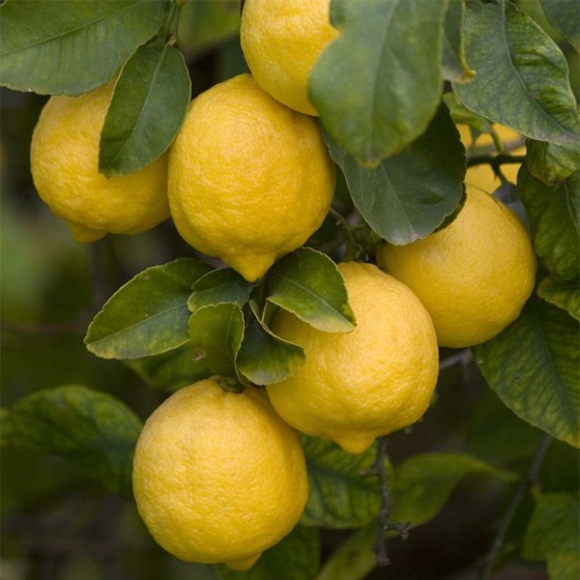 Zitrone Femminello Siracusano - Citrus limon (Harvest)