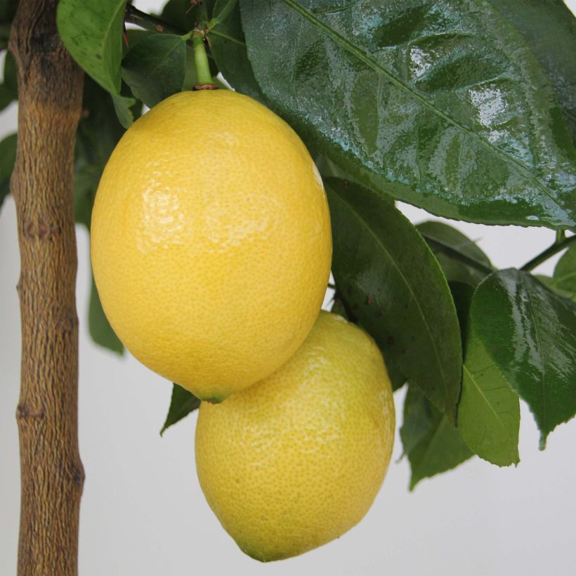 Zitrone Lemox - Citrus limon (Harvest)