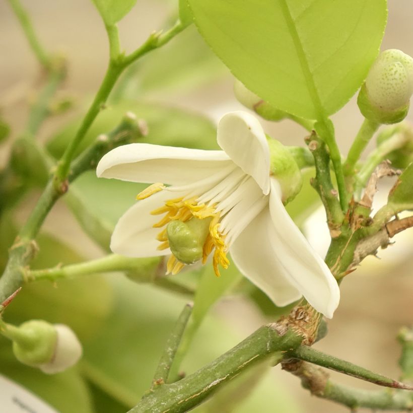 Hybride Zitrone Lipo - Citrus (Flowering)
