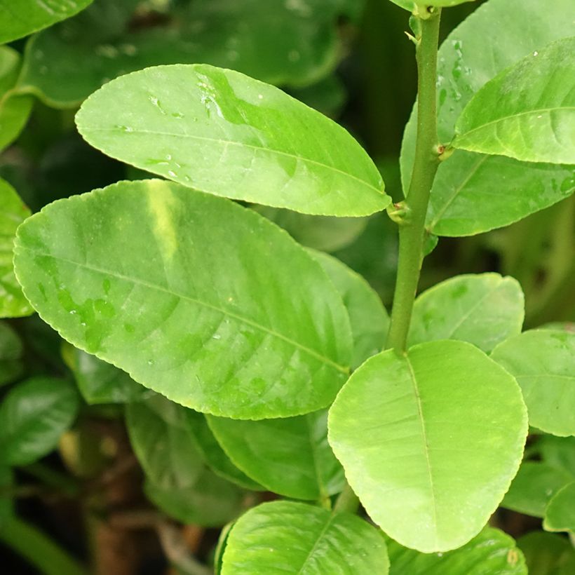 Zitronat-Zitrone Maxima - Citrus medica (Foliage)