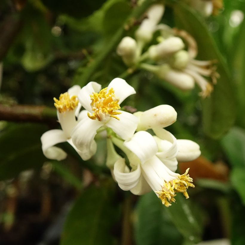 Zitronat-Zitrone Maxima - Citrus medica (Flowering)
