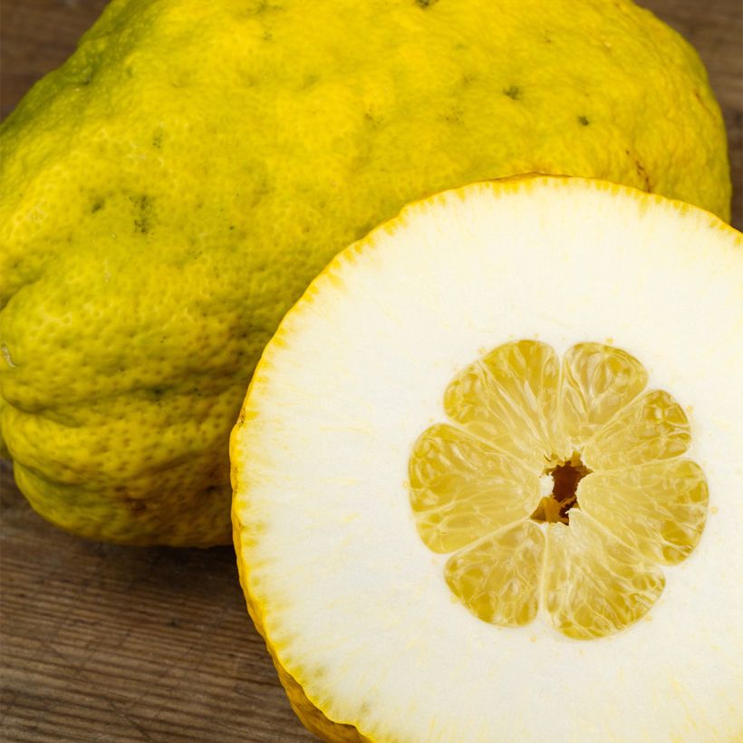 Zitronat-Zitrone Maxima - Citrus medica (Harvest)