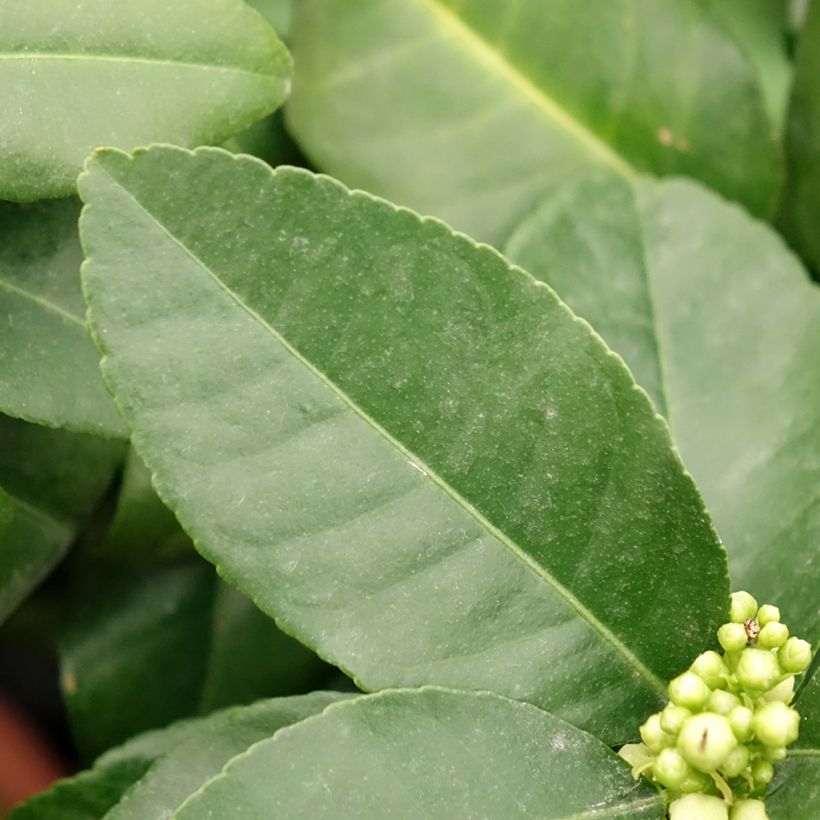 Zitrone Pigmentata - Citrus medica x limon (Foliage)