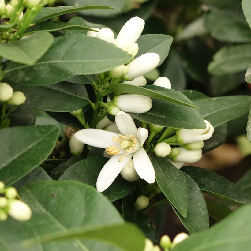 Zitrone Pigmentata - Citrus medica x limon (Flowering)