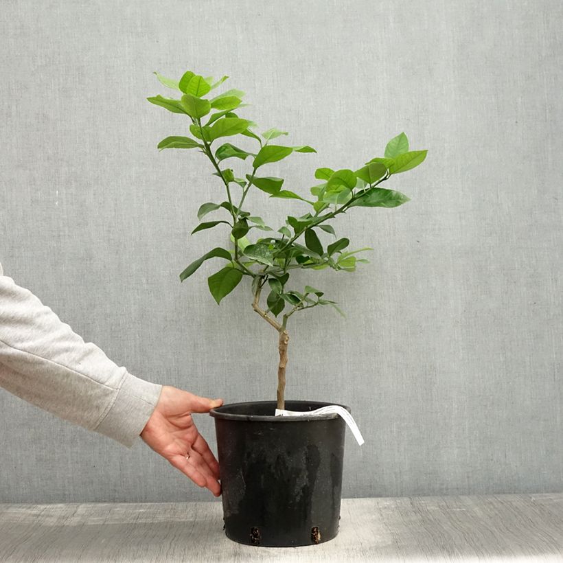 Example of Hybride Orange Doppio Sanguigno - Citrus sinensis x meyeri Topf mit 4L/5L, 1/4 Stängel as you get in automne