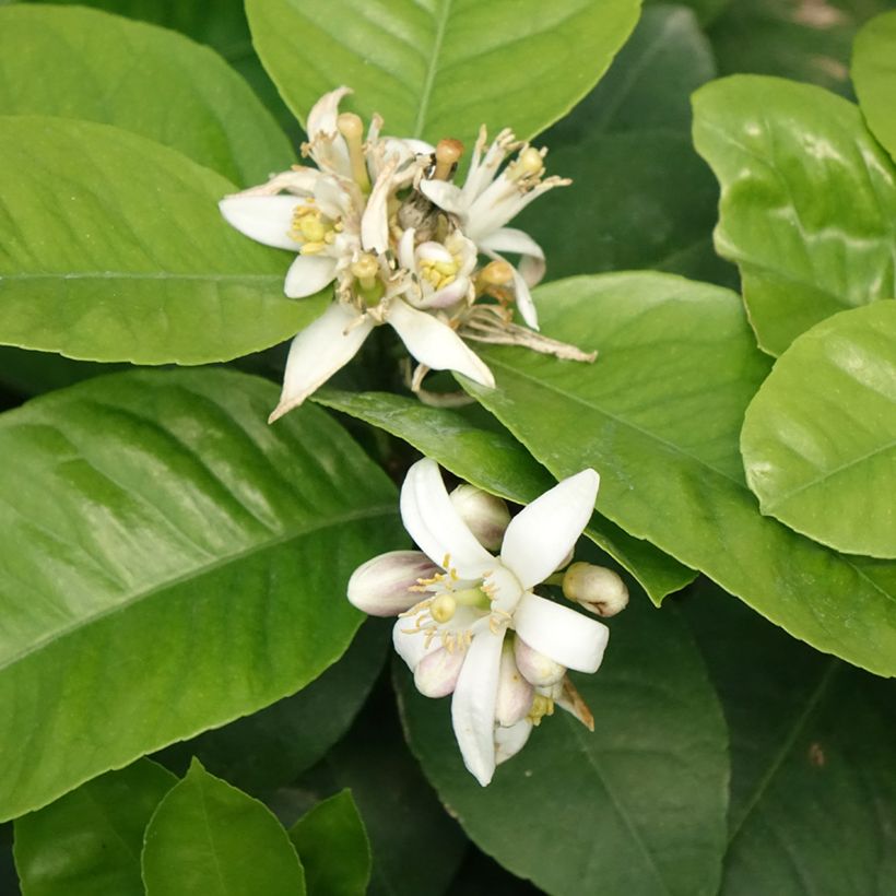 Hybride Orange Doppio Sanguigno - Citrus sinensis x meyeri (Flowering)