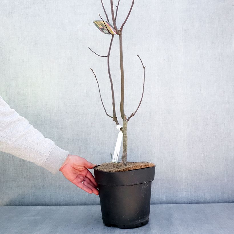 Exemplar von Cladrastis kentukea - Gelbholz Topf mit 6L/7L wie im Frühjahr geliefert