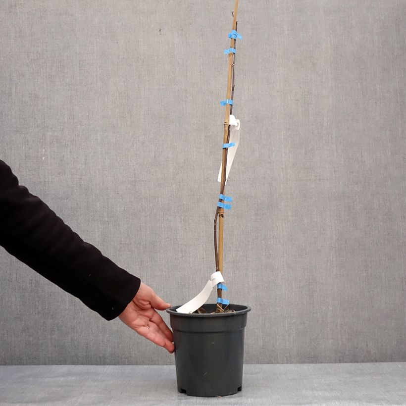 Exemplar von Cladrastis kentukea - Gelbholz Topf mit 3L/4L wie im Winter geliefert