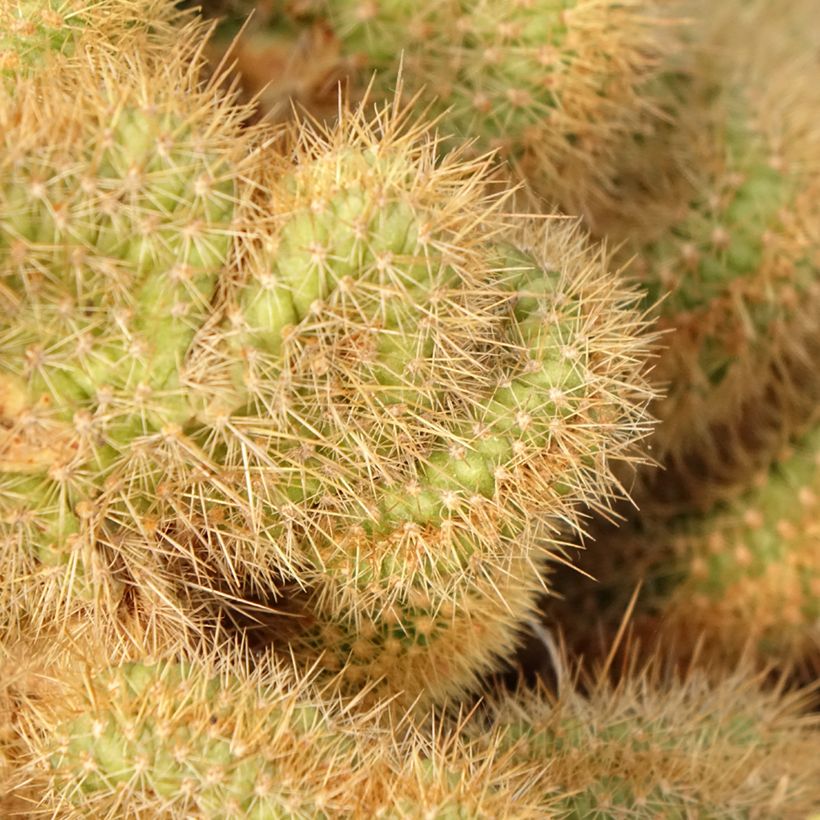 Kaktus - Cleistocactus winteri f. cristata (Laub)