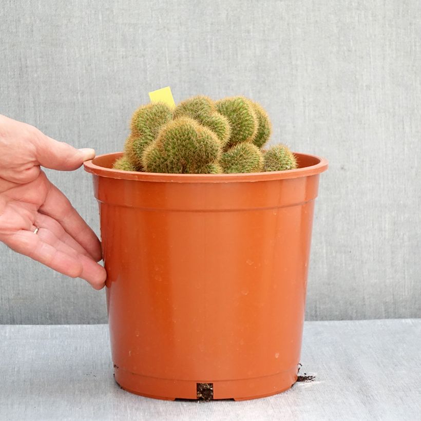 Exemplar von Kaktus - Cleistocactus winteri f. cristata Topf mit 4L/5L wie im Herbst geliefert