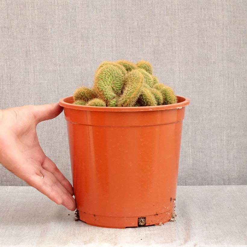 Exemplar von Kaktus - Cleistocactus winteri f. cristata Topf mit 4L/5L wie im Sommer geliefert