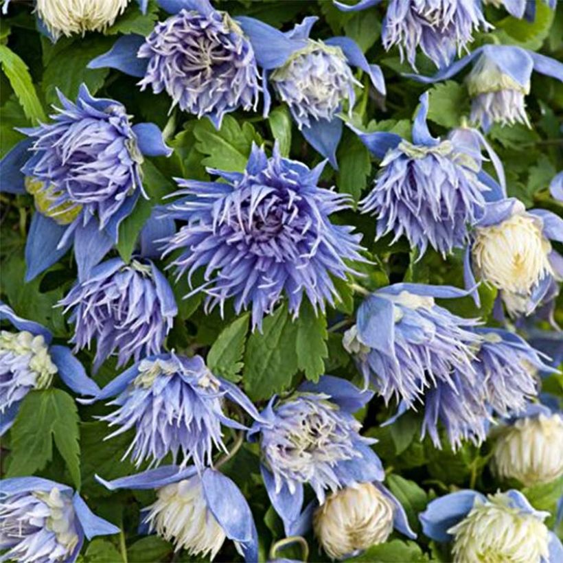 Waldrebe Ocean Pearl - Clematis (Flowering)
