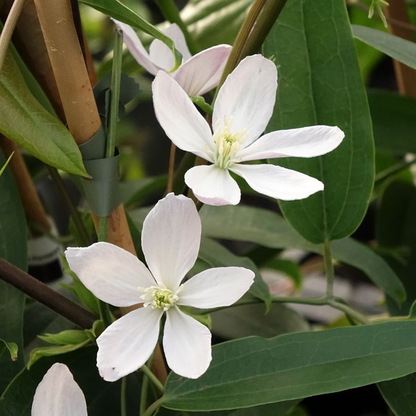 Clematis armandii Apple Blossom - Immergrüne Waldrebe (Flowering)