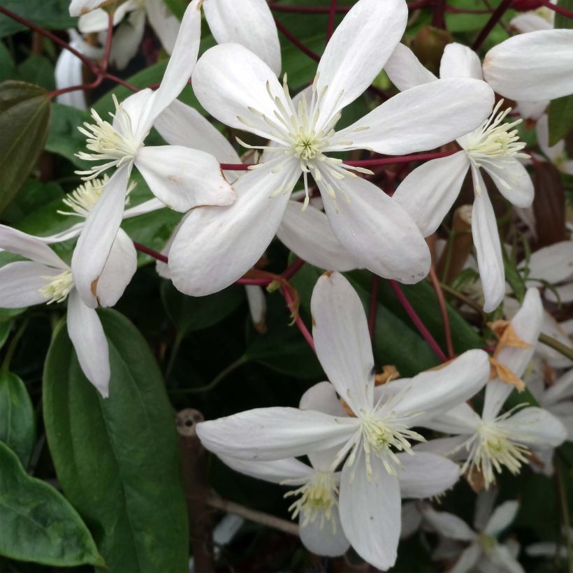 Clematis armandii Hendersonii Rubra - Immergrüne Waldrebe (Flowering)