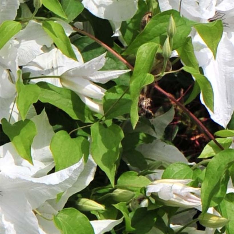 Waldrebe Beautiful Bride - Clematis (Foliage)