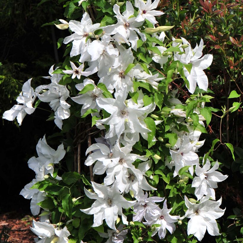 Waldrebe Beautiful Bride - Clematis (Flowering)
