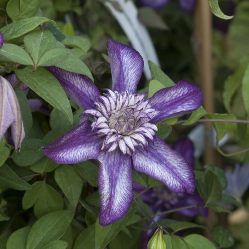Clematis florida Cassis - Waldrebe (Flowering)