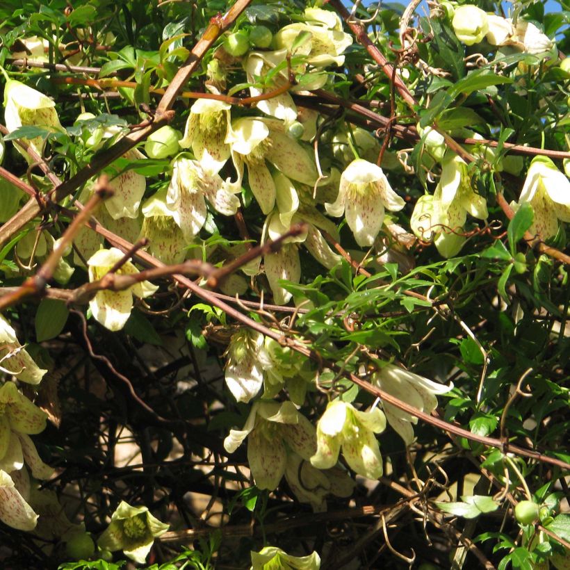 Clematis cirrhosa Balearica - Waldrebe (Plant habit)