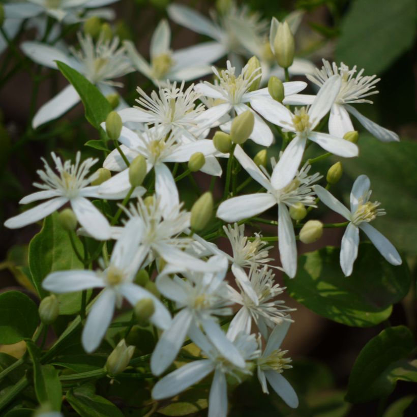 Clematis flammula - Waldrebe (Flowering)