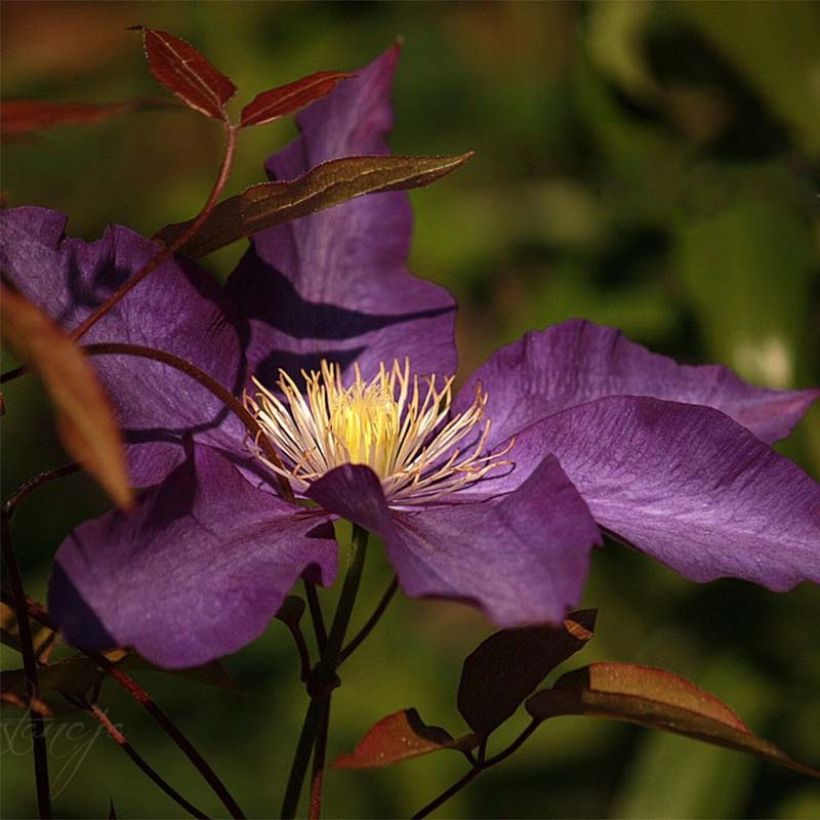 Waldrebe Gipsy Queen - Clematis (Flowering)