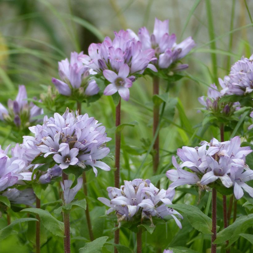 Campanula glomerata Caroline - Knäuel-Glockenblume (Flowering)