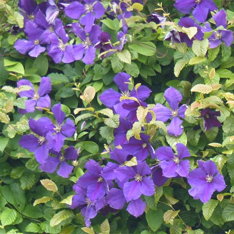 Clematis jackmanii - Waldrebe (Flowering)